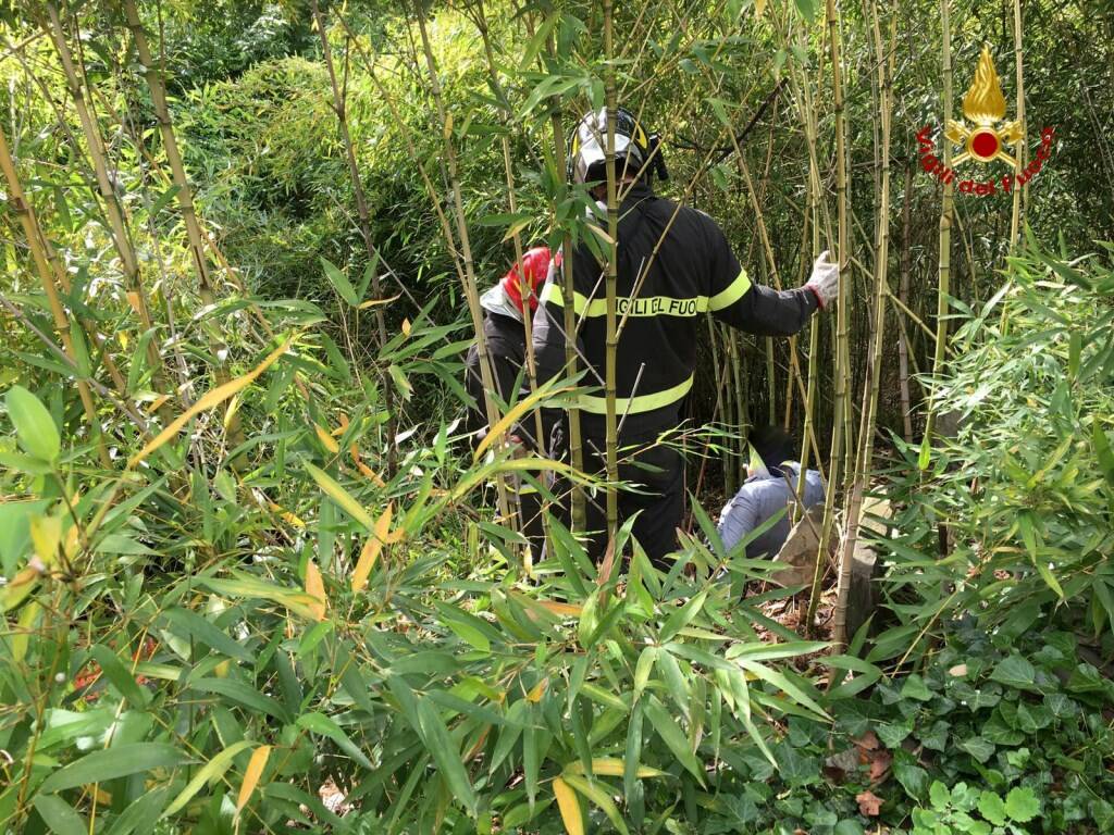 Il recupero nel canneto da parte dei Vigili del Fuoco di Rapallo dell'uomo attaccato dai cinghiali.