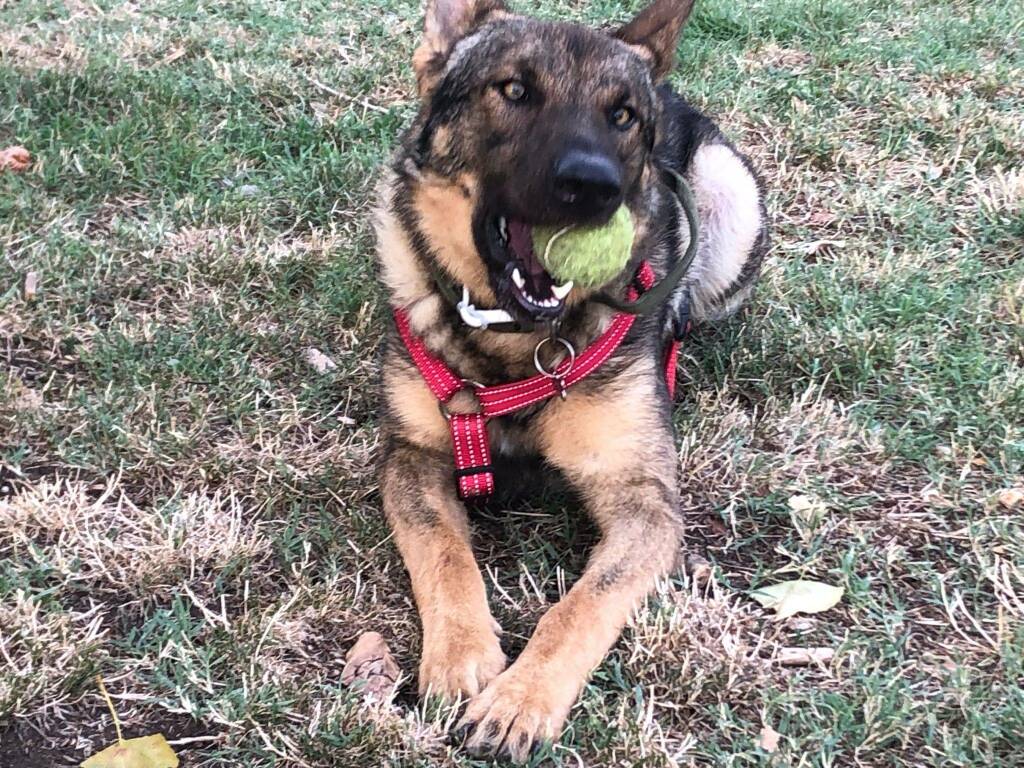 cani, costo mantenimento cane, veterinario, alimentazione cane, ambulatorio veterinario Levante, dottor Tanturli 