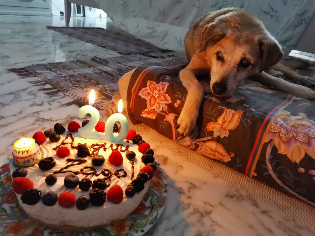 Quattro Cani Accanto A Una Torta Di Compleanno, Foto Di Cani Di